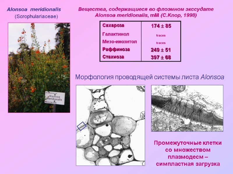 Alonsoa  meridionalis  (Scrophulariaceae)  Вещества, содержащиеся во флоэмном экссудате Alonsoa meridionalis, mM